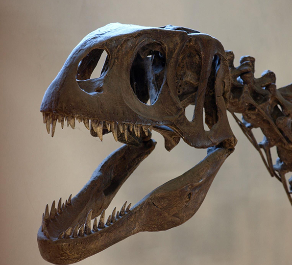 dinosaurland fossil museum