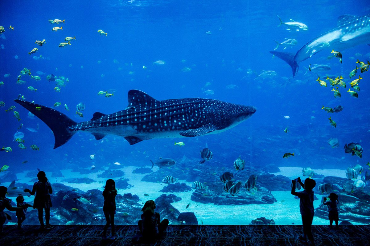 best aquariums for kids